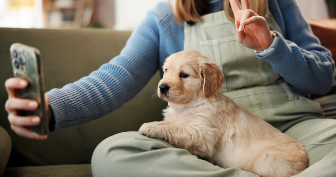 Owner, peace sign and selfie with puppy on lap of person in home living room for bonding, love or relax. Break, dog or social media with pet labrador and woman on apartment sofa for profile picture