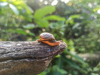 The Macro Bush Snail, or Bradybaena similaris, is often found around yards and gardens. It usually...