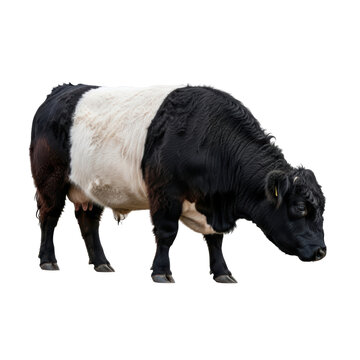 A striking black and white belted galloway cow with its distinctive white belt grazing or looking down. Ideal for agricultural, farm, or livestock themes.