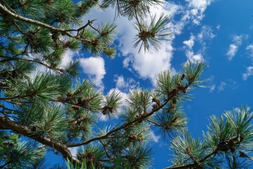 Pine boughs under the summer sky