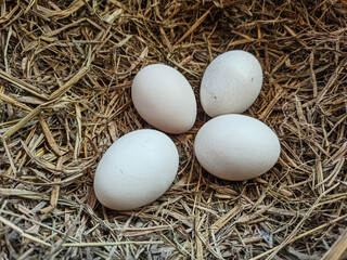 A close-up of an egg nestled in fresh straw