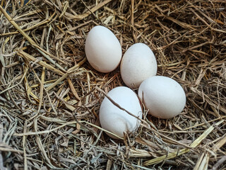 A close-up of an egg nestled in fresh straw