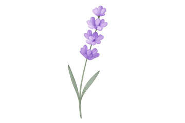 Lavender sprig featuring a transparent background, enhancing designs with a touch of elegance and natural beauty in purple hues