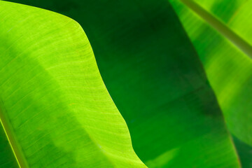 banana leaves with natural bokeh light, banana leaves background, perfect as a banana garden...