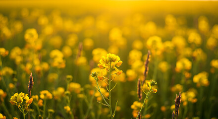 Fototapeta premium Golden field of blooming yellow flowers at sunset with warm glowing sunlight