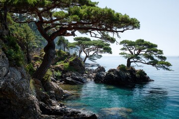 Obraz premium Pine trees with beauty by the Black Sea