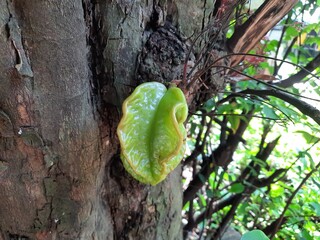 Star fruit tree photography, carambola