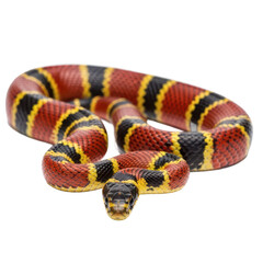 Fototapeta premium Coral Snake with Distinctive Red-Black-Yellow Bands