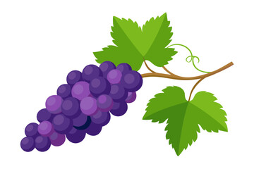 Delicious purple grapes with green leaves vector illustration for healthy eating and vineyard designs