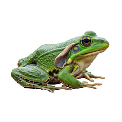 Fototapeta premium Green Frog with Distinctive Fold Behind the Eye