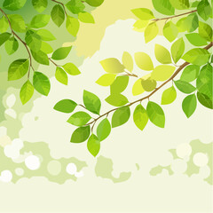 Obraz premium Rich green tree branch with roundish bokeh