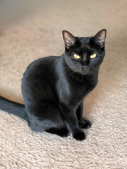 Elegant Black Cat Sitting on Carpet with Bright Yellow Eyes
