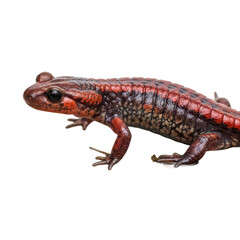 Fototapeta premium Red-Eared Slider Turtle with Distinctive Markings