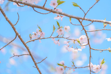 beautiful Spring day, Cherry blossom against blue sky in park, Somei Yoshino Sakura blooming in sunshine day. Japan Travel background, template and wallpaper for spring season and Hanami picnic