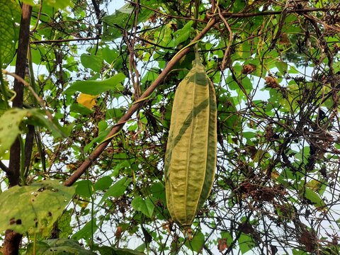 Luffa plant or oyong photography