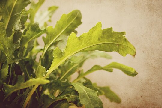 Retro style Eruca sativa commonly known as salad rocket or rucola