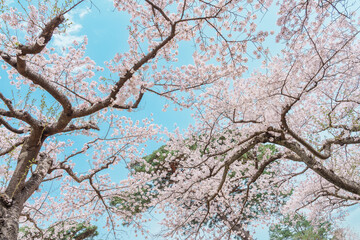 beautiful Spring day, Cherry blossom against blue sky in park, Somei Yoshino Sakura blooming in sunshine day. Japan Travel background, template and wallpaper for spring season and Hanami picnic