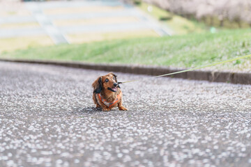 Cute Dog with Sakura Cherry Blossom in Spring season, happy pet in Tendo Park or Maizuru Park landmark popular for tourist attractions in Yamagata prefecture, Tohoku, Japan