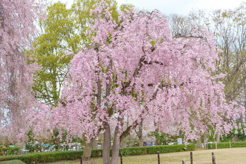 Fototapeta premium Shidarezakura tree blooming in Kajo Park Yamagata Castle Ruins, pink Sakura Cherry Blossom in Spring season, Yamagata prefecture, Tohoku, Japan. famous Landmark for Travel and Vacation