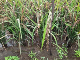 Black sticky rice or black glutinous rice field photo