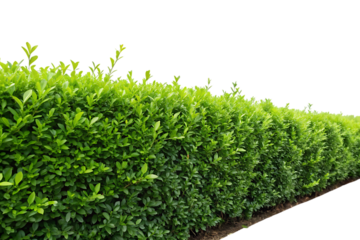 Lush green hedge row with dense foliage image