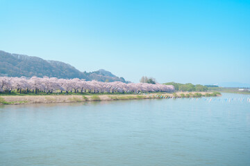Kitakami Tenshochi Park with Sakura Cherry Blossom in Spring, Kitakami festival. Kitakami river in Iwate prefecture, Japan. Famous Landmark for Travel and Vacation destination
