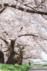 Kitakami Tenshochi Park with Sakura Cherry Blossom in Spring, Kitakami festival in Iwate prefecture, Japan. Famous Landmark for Travel and Vacation destination