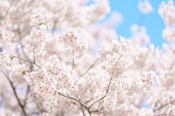 beautiful Spring day, Cherry blossom against blue sky in park, Somei Yoshino Sakura blooming in sunshine day. Japan Travel background, template and wallpaper for spring season and Hanami picnic