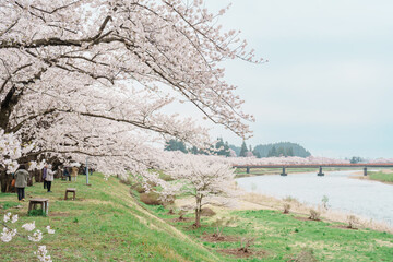 Beautiful Sakura Cherry Blossom in Hinokinai River riverbank in Kakunodate town, Semboku District, Akita Prefecture, Japan. Landmark and Vacation in spring season