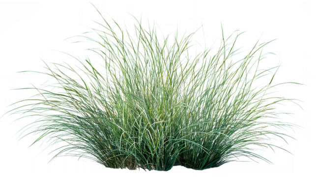 Green Lush Grass Plant With Fluffy Texture On Transparent Background