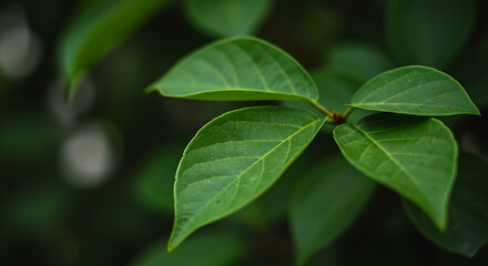 Fototapeta premium Green Leaf Texture Macro Closeup – Organic Nature Background Pattern
