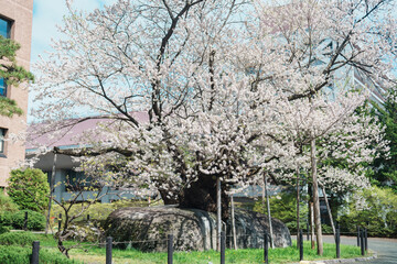 Rock breaking Cherry Tree or Ishiwarizakura in Spring. traveling in Morioka city, Iwate prefecture,...