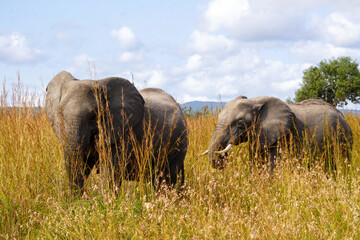 African Elephants in Search of Water on the Serengeti Savannah