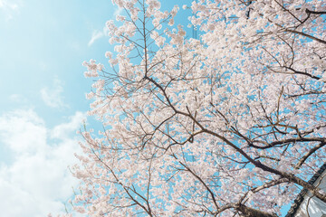 beautiful Spring day, Cherry blossom against blue sky in park, Somei Yoshino Sakura blooming in sunshine day. Japan Travel background, template and wallpaper for spring season and Hanami picnic
