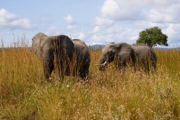 African Elephants in Search of Water on the Serengeti Savannah