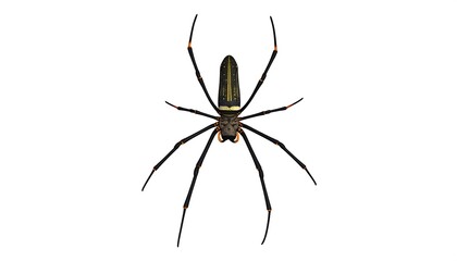 Large spider, detailed view