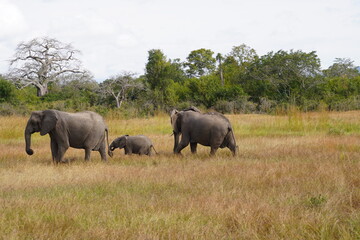 African Elephants in Search of Water on the Serengeti Savannah
