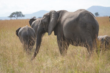 African Elephants in Search of Water on the Serengeti Savannah
