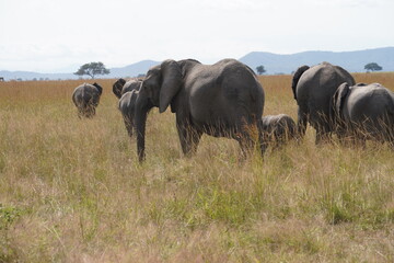 African Elephants in Search of Water on the Serengeti Savannah