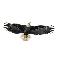 Obraz premium Majestic bald eagle in flight isolated on transparent background