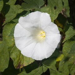 A close up of the flower of a hedge bindweed, Calystegia silvatica. showing detail inside and space for copy around the bloom