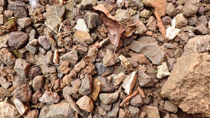 texture of a tree bark
