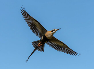 Obraz premium A northern lapwing bird in flight against a clear blue sky