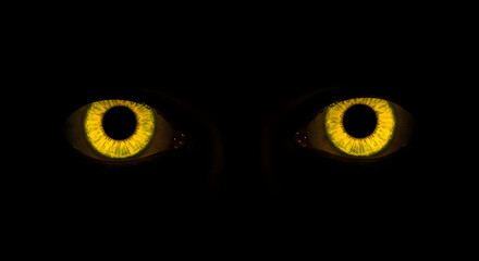 Glowing Yellow Eyes in the Dark - Intense and Mysterious Gaze