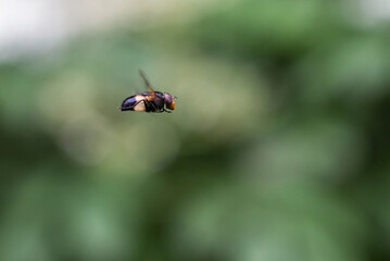 fly in flight . insect flight. colorful photo of wildlife. macro photo of an insect. close-up. space for text