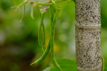 Green beans are a type of edible legume from various cultivars of Phaseolus vulgaris. The green bean plant. Blurred image.