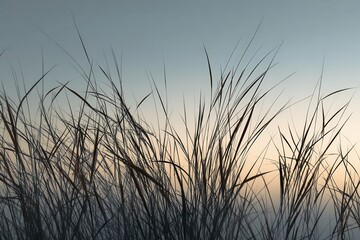 Fototapeta premium Shadowy shapes of parched grass against the sky