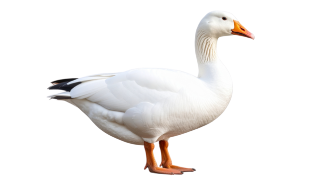 white Gazing goose in profile natural habitat animal wildlife isolated on transprent background