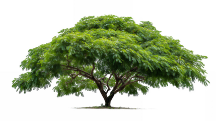 A Lush Green Tree isolated on a transparent background