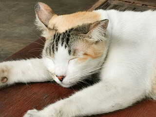 A domestic cat with calico fur sleeps peacefully on a wooden surface, showcasing its bright coat pattern and relaxed demeanor. 
Sleepy pets.